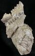 Oreodont (Merycoidodon) Partial Skull - Wyoming #27585-2